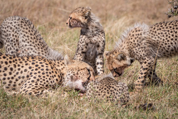Fototapeta na wymiar Close-up of cheetah and cubs eating carcase