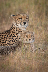 Close-up of cheetah beside cub in grass