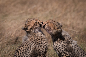 Close-up of cheetah cubs kissing each other
