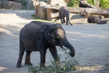 Fototapeta na wymiar PRAGUE, CZECH REPUBLIC - OCTOBER 10, 2018: Elephants in the Prague Zoo.