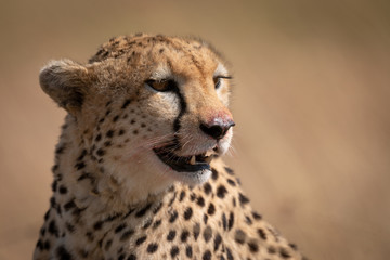 Close-up of cheetah face covered in blood
