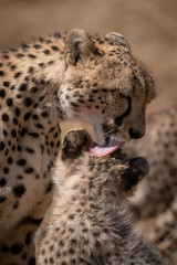 Close-up of cheetah grooming cub beside another