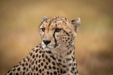 Naklejka na ściany i meble Close-up of cheetah in rain facing left