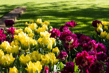 Magenta and yellow tulips in a beautiful garden