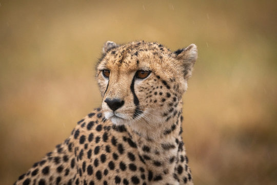 Close-up of cheetah in rain facing left
