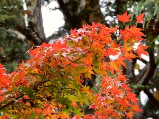 紅葉（カエデ）4