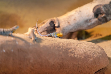 PRAGUE, CZECH REPUBLIC - OCTOBER 10, 2018 Desert Collar Iguana in the Prague Zoo.