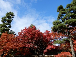 紅葉と松と青空