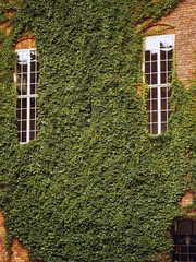 Ivy grows on the wall of an old building around the windows