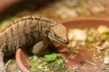 PRAGUE, CZECH REPUBLIC - OCTOBER 10, 2018: Iguana Spintail in the Prague Zoo.