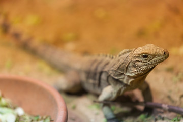 PRAGUE, CZECH REPUBLIC - OCTOBER 10, 2018: Iguana Spintail in the Prague Zoo.