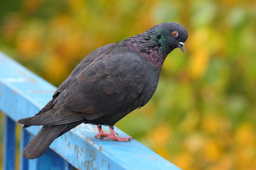 Pigeon posing on fence