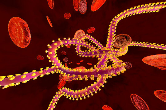D rendered illustration of an Ebola virus in the blood stream surrounded by erythrocyte cells
