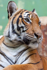 PRAGUE, CZECH REPUBLIC - OCTOBER 10, 2018: Tiger in the Prague Zoo