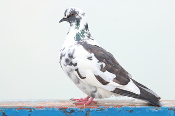 Fototapeta premium Colorful pigeon posing