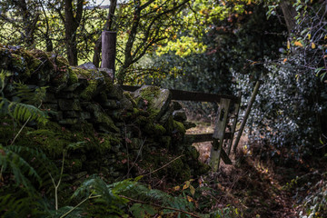 Old wall in the woods