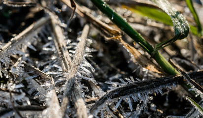 Fresh frosty winter morning. Rime on leaves of grass