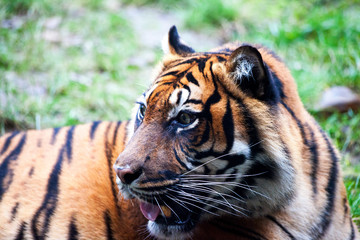 Muzzle Tiger closeup Tiger lying down and looking to the forest. Large fangs jaws large, bright coat color.