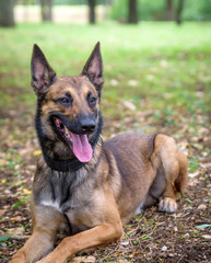 Belgian Shepherd Malinois lies on the green grass