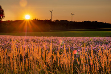 Germany, flowering scorpionweed in summer, wind park at sunset