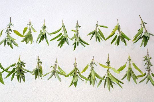 Two rows of freshly sage twigs