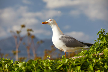 nice seagull over sky