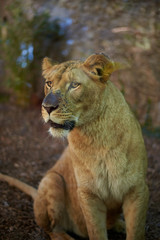 León (Panthera Leo) hembra sobre fondo natural