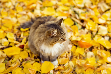 portrait of a fluffy Siberian cat lying on the fallen yellow foliage, pet walking on nature in the autumn