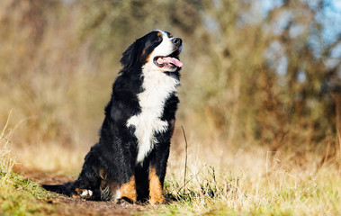 Bernese Mountain dog outdoors