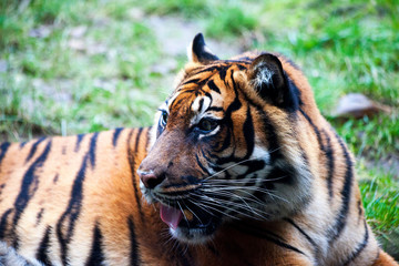 Fototapeta na wymiar Muzzle Tiger closeup Tiger lying down and looking to the forest. Large fangs jaws large, bright coat color.