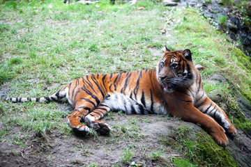 Tiger lying on a rock, resting. Tiger close up in the forest.