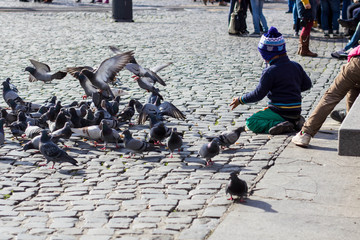 Vögel füttern