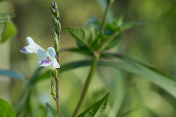 Close up of White flowers