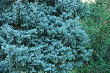 blue and green conifer branches on spruce tree