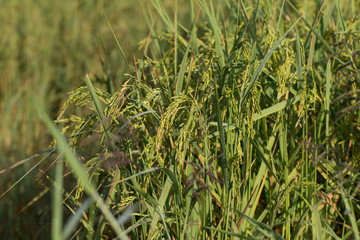 Obraz premium Paddy rice field