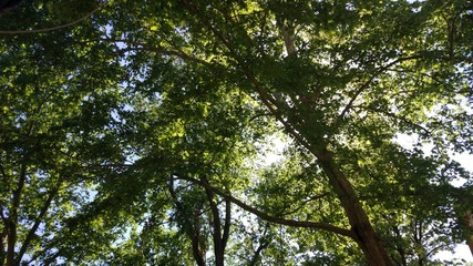 tree in the forest