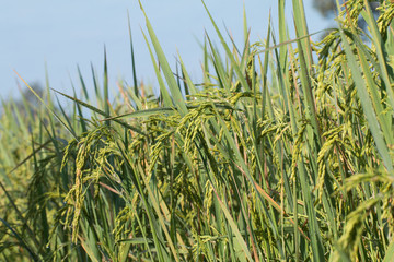 Obraz premium Paddy rice field