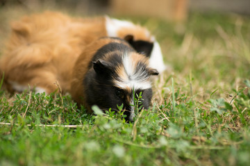 Meerschweinchen im Gras