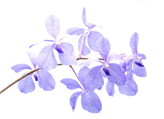 Obraz na płótnie Canvas purple orchid (vanda sansai blue) isolated on white background
