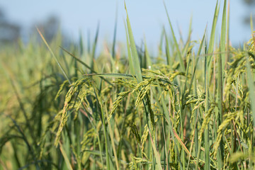 Naklejka premium Paddy rice field