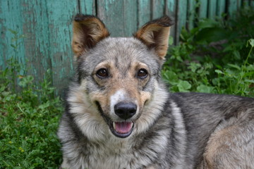 photos of the dog