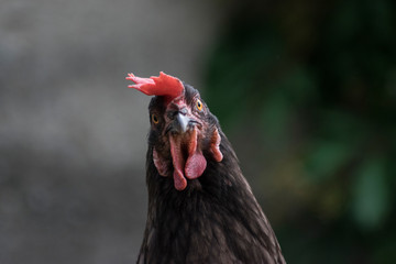 Huhn Portrait frontal