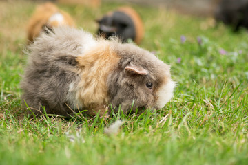 meerschweinchen im gras
