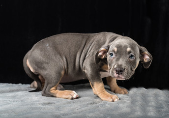 Puppy of American Bulli breed on a black background
