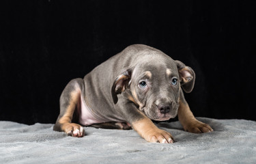 Fototapeta na wymiar Puppy of American Bulli breed on a black background