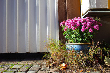 Pink chrysanthemum flowers in blue clay pot outside wooden house wall