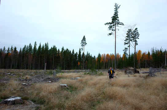 Nature of Sweden in autumn, Man hiking across the cut forest with few tall trees on the Bruksleden hiking route