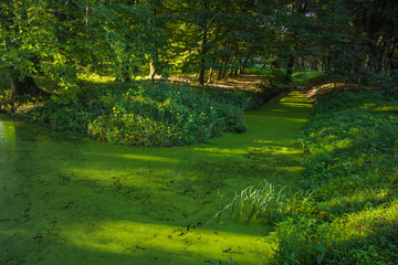 green plant river nature forest colorful morning landscape view 