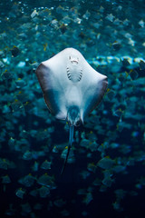 Raya (Leucoraja circularis) © Ruben Chase