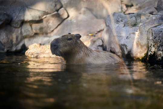 Capibara (Hydrochoerus Hydrochaeris)